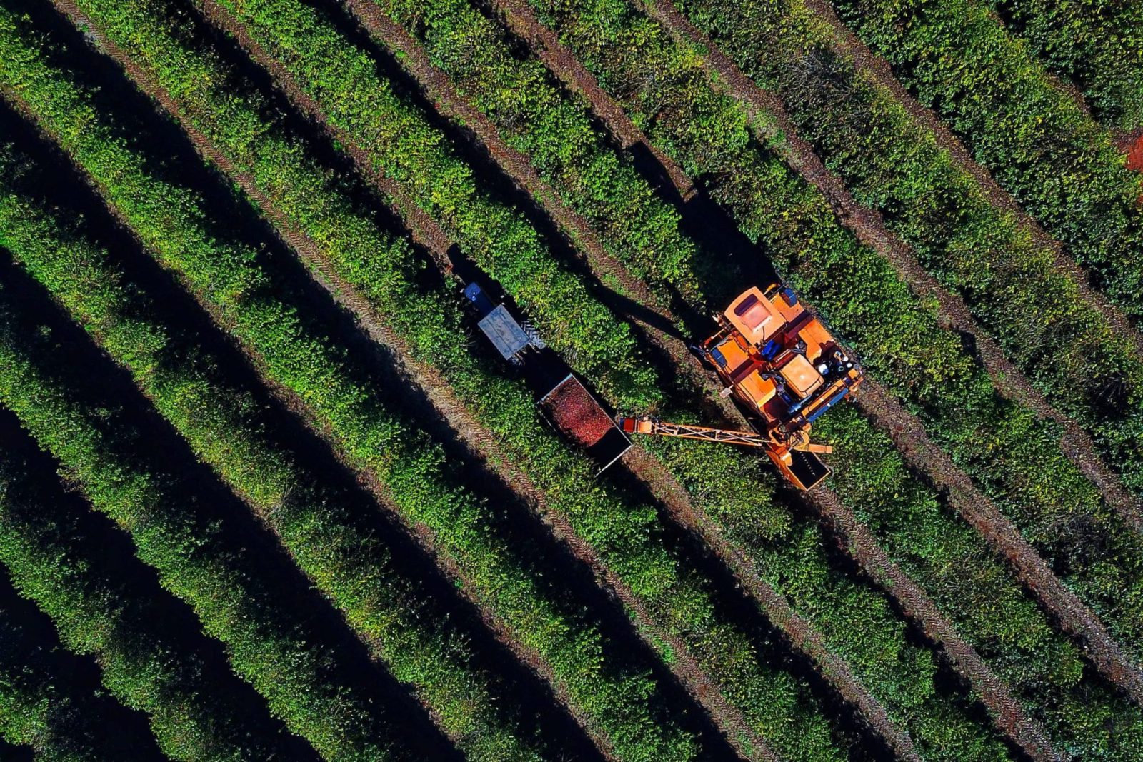 Safra de café paranaense deve render 41,4 mil toneladas, aumento de 42% em relação a 2022