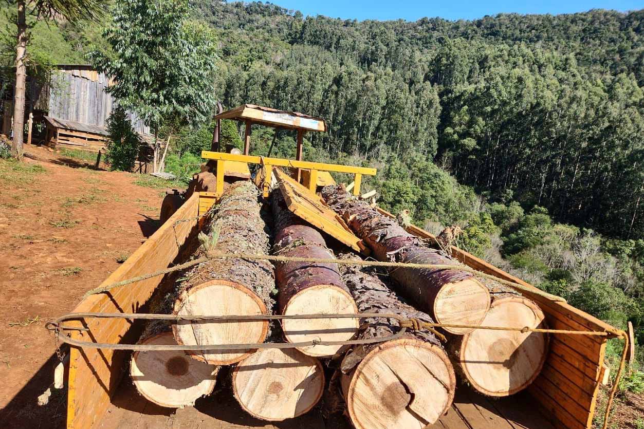 Operação contra desmatamento fecha depósito de madeira e gera multas de R$ 4,1 milhões