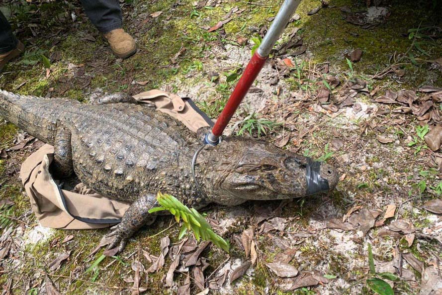 Animal silvestre em casa? Veja o que fazer se receber uma visita inesperada neste verão