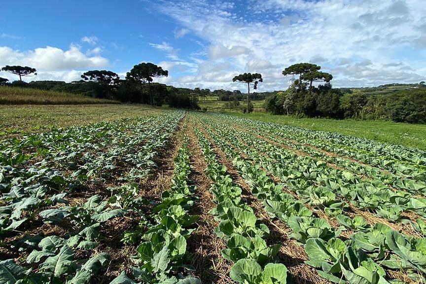 Prêmio Orgulho da Terra inclui boas práticas da Hortifruticultura – 4ª edição