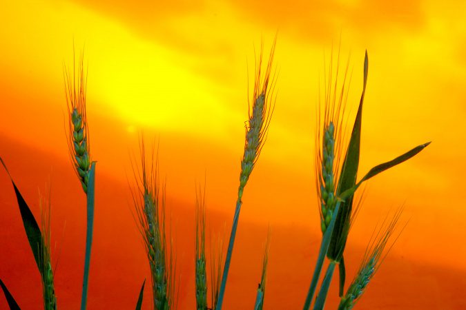 Boletim Agrometeorológico analisa seca de agosto e cenário agrícola do Paraná
