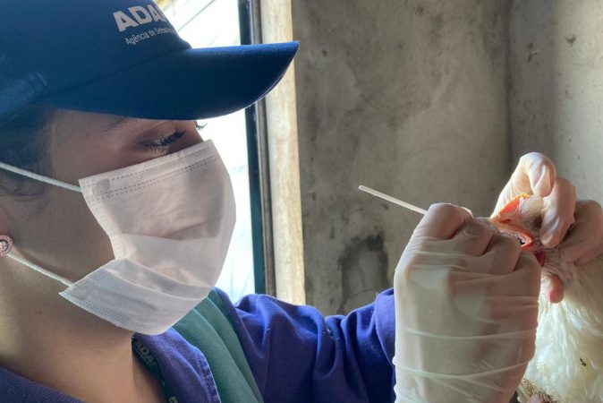 Adapar inicia ciclo de vigilância ativa contra influenza aviária e doença de Newcastle
