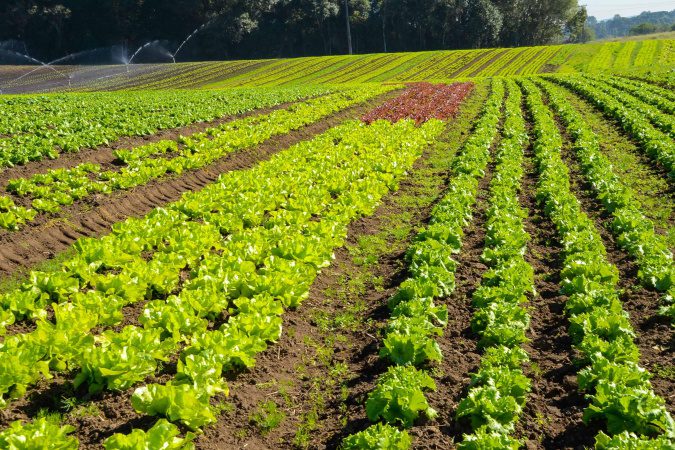 Prêmio Orgulho da Terra divulga lista dos 19 produtores vencedores de 2024