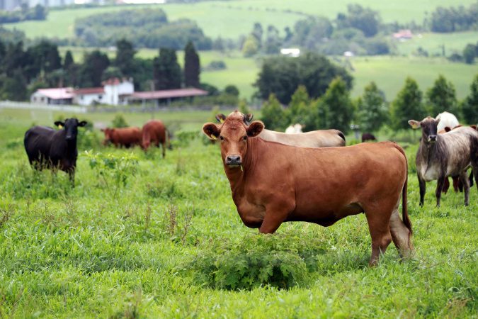 Plano de identificação de bovinos fortalecerá proteção do rebanho, avalia Adapar