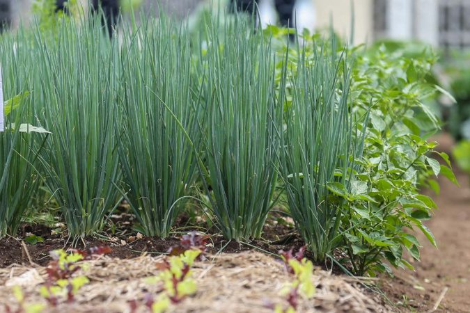 Produtores paranaenses ampliam área de plantio de salsinha e cebolinha