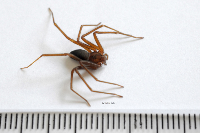 Soro contra picada de aranha-marrom voltará a ser produzido no Centro de Imunobiológicos