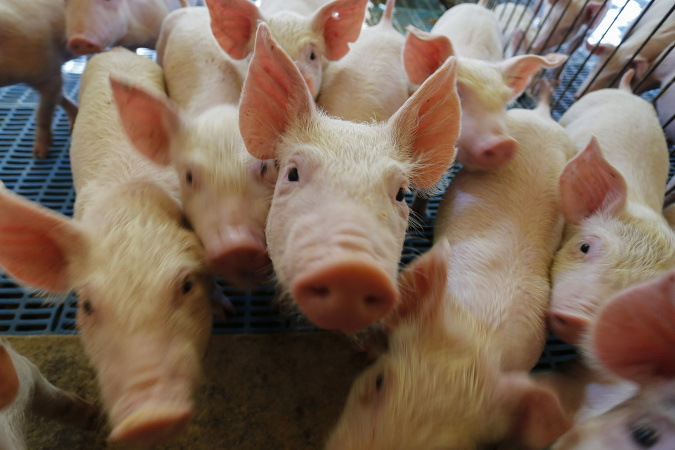 Novo mercado: Paraná vai exportar carne suína para o Chile