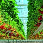 Produtora de morangos de Araucária investe em energia limpa e amplia negócios