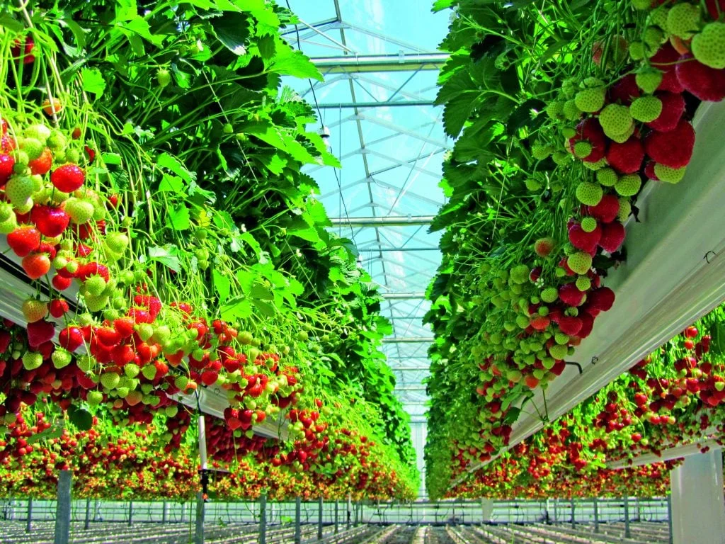 Produtora de morangos de Araucária investe em energia limpa e amplia negócios