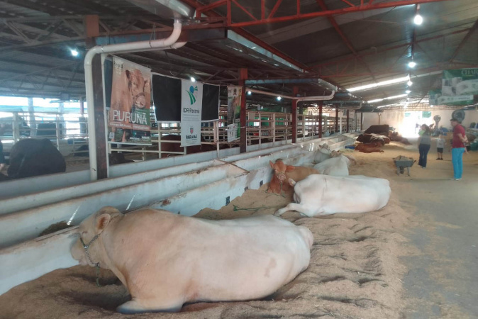Na Expoingá, raça paranaense Purunã desperta interesse de pecuaristas de diversos estados