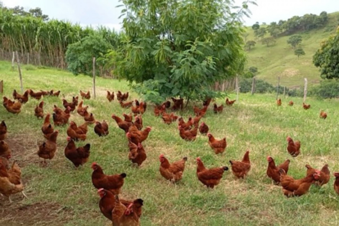 Paraná entrega barracão e equipamentos para produção de ovos no Vale do Ivaí
