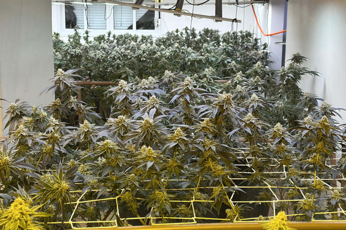 PMPR apreende 350 pés de maconha em estufa clandestina em Curitiba