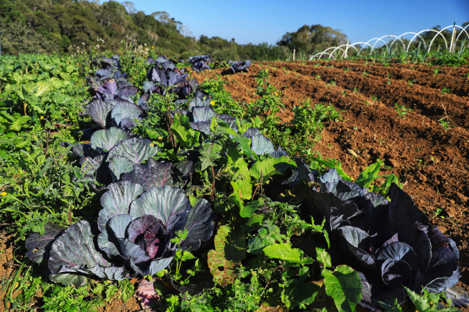 Renda Agricultor Familiar: projeto fortalece em 2025 mais 955 famílias em vulnerabilidade