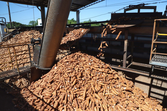 IDR-Paraná lançará novas cultivares de mandioca para a indústria no Show Rural 2026
