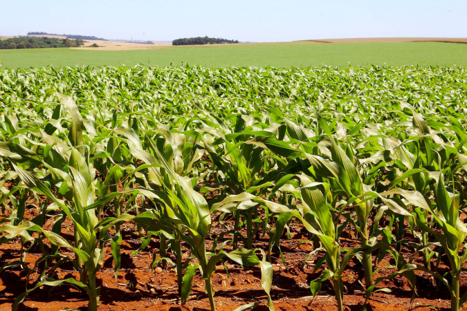 Mesmo com altas temperaturas e chuvas irregulares, soja e milho avançam no Paraná