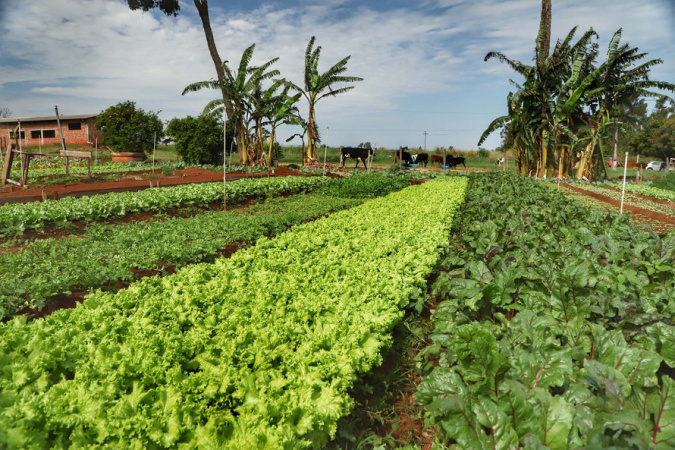 Paraná inicia censo inédito para mapear perfil da agricultura orgânica no Estado
