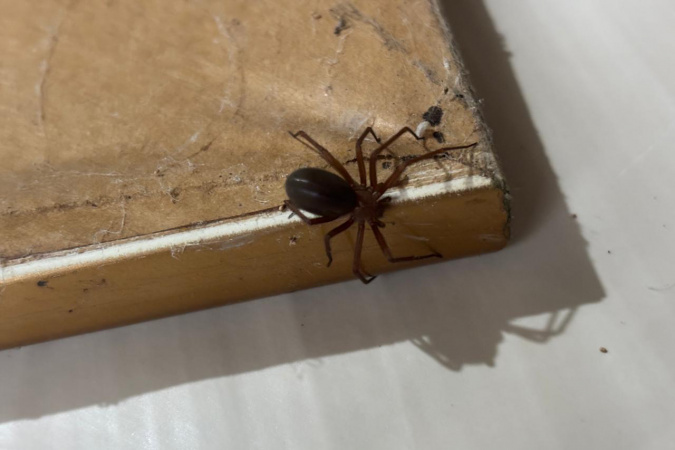 Prevenção: Saúde alerta para cuidados com aranhas no verão