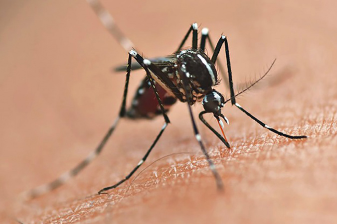 Secretaria da Saúde inicia publicação dos novos informes epidemiológicos da dengue