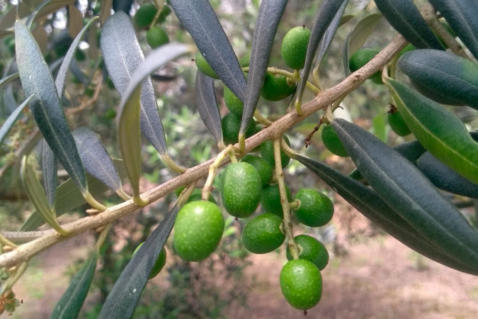 Paraná tem 69 municípios aptos para o cultivo de oliveiras, aponta boletim do IDR-Paraná