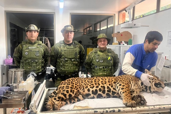 Polícia Militar do Paraná resgata onça-pintada em área residencial de Foz do Iguaçu